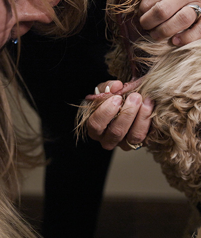 A close-up of two people examining a dog. One person is holding the dog's ear, revealing its inner part, while another person assists. The dog's fur is light brown and curly, and the environment seems to be indoors.