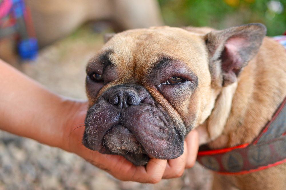 A close-up of a brown bulldog with a wrinkled face being gently held by a person's hand under its chin. The dog looks calm and slightly tired, with droopy eyes and ears. The background is blurred, showing an outdoor environment with some greenery.