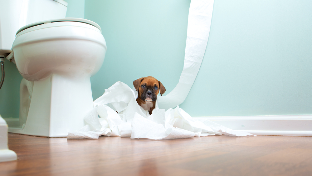 A small brown puppy sits in a bathroom surrounded by unrolled toilet paper. The toilet paper is scattered on the floor around and over the puppy. The puppy looks up with an inquisitive expression. The bathroom has light blue walls and a wooden floor.