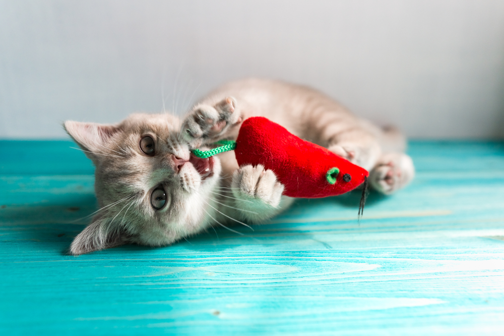 A playful kitten lies on a turquoise floor, holding and biting a red plush toy shaped like a mouse. Its paws are raised, and it looks engaged and curious.