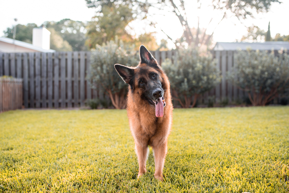 A German Shepherd stands on green grass in a backyard, with its head tilted and tongue hanging out. The background features a wooden fence, trees, and shrubs, with sunlight filtering through.