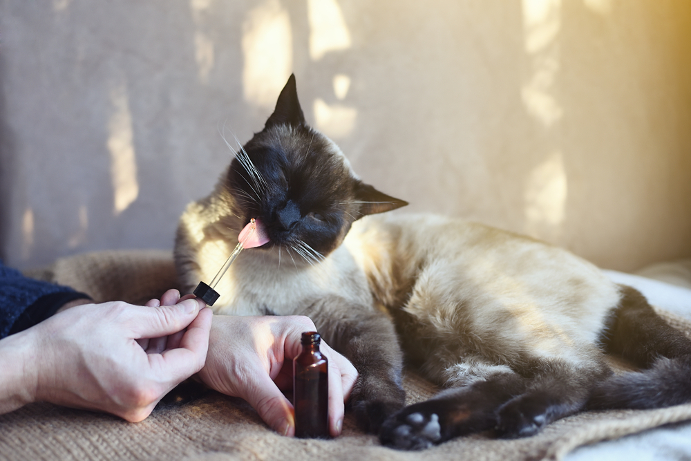 A Siamese cat licking a dropper held by a person, with a small brown bottle nearby. The cat is lounging on a soft surface with sunlight streaming in, creating a warm and cozy atmosphere.