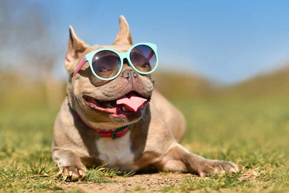 A French Bulldog wearing oversized turquoise sunglasses lies on green grass under a clear blue sky. The dog is panting with its tongue out and appears relaxed and happy.