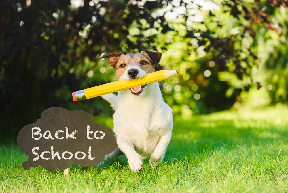 A small dog runs on green grass while holding a large yellow pencil in its mouth. A blackboard sign in the shape of a speech bubble stands nearby with the white chalk-written message, "Back to School." The background features trees and bushes.