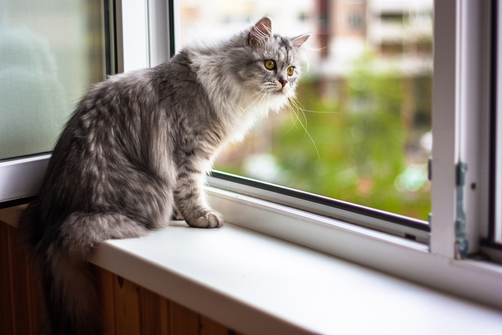 Fluffy gray cat sitting on a windowsill, gazing outside. The window offers a view of blurred greenery and buildings in the background. The cat's long fur and attentive posture suggest curiosity and alertness.