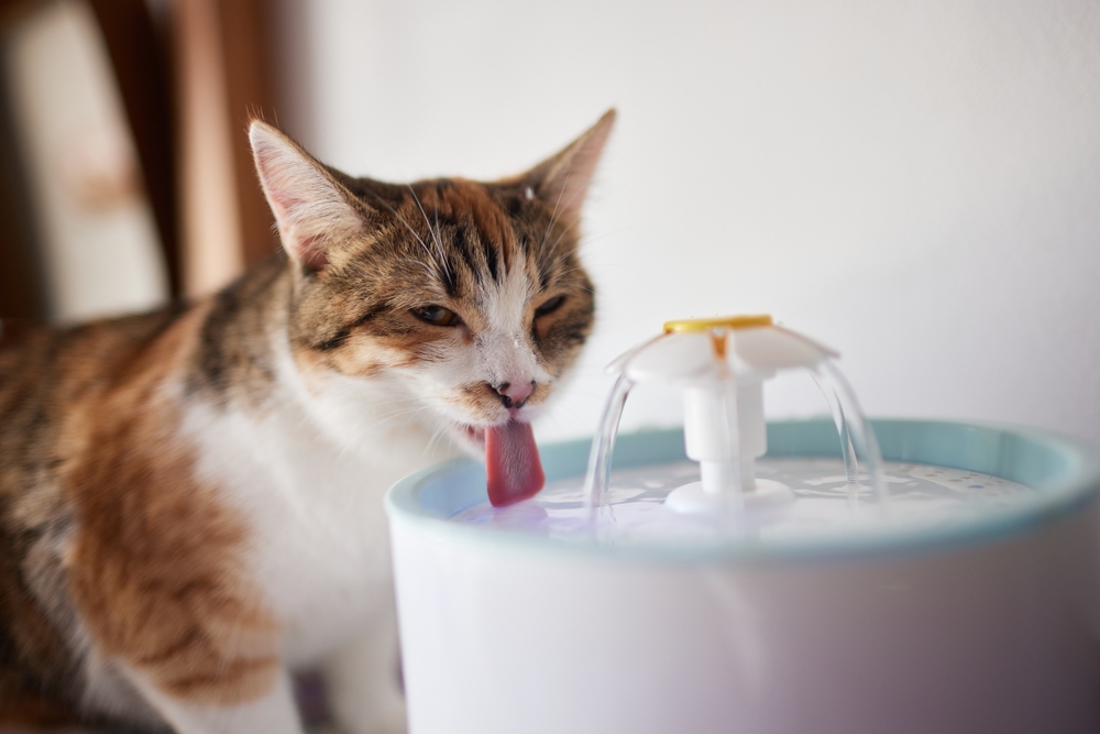 A calico cat drinking water from a pet fountain. The cat's tongue is out, sipping water streaming from the fountain, which has a white and light blue design. The background is softly blurred, focusing on the cat and fountain.