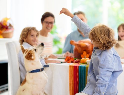 How to Enjoy a Pet-Safe Thanksgiving