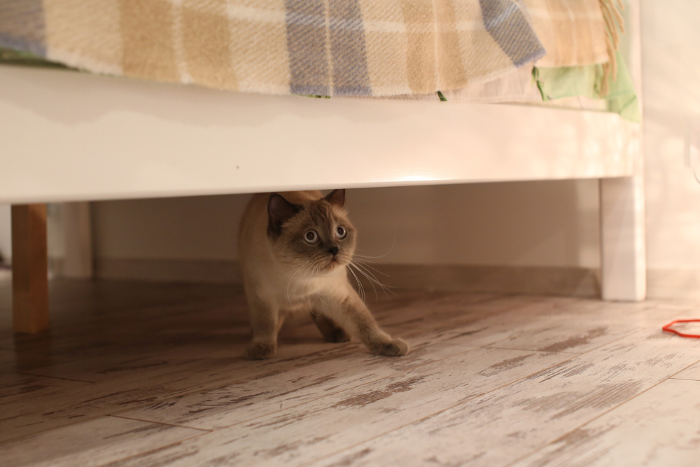 A curious cat peeks out from under a bed, crouched low with its front paw extended. The cat has light brown fur and blue eyes. The bed is covered with a plaid blanket. The floor is made of wood with a light-colored finish.