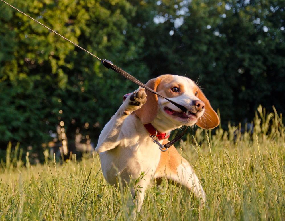 A playful beagle pulls on its leash while frolicking in a sunny, grassy field. Its ears are flapping and it looks joyful, surrounded by lush green trees in the background.