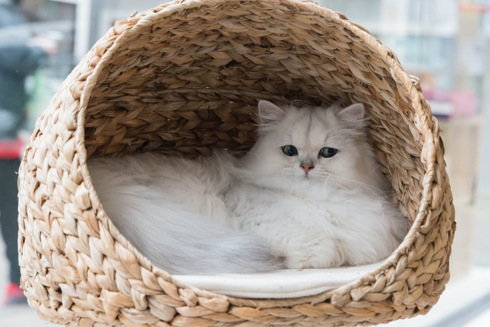 A fluffy white cat with green eyes relaxing inside a woven wicker basket.