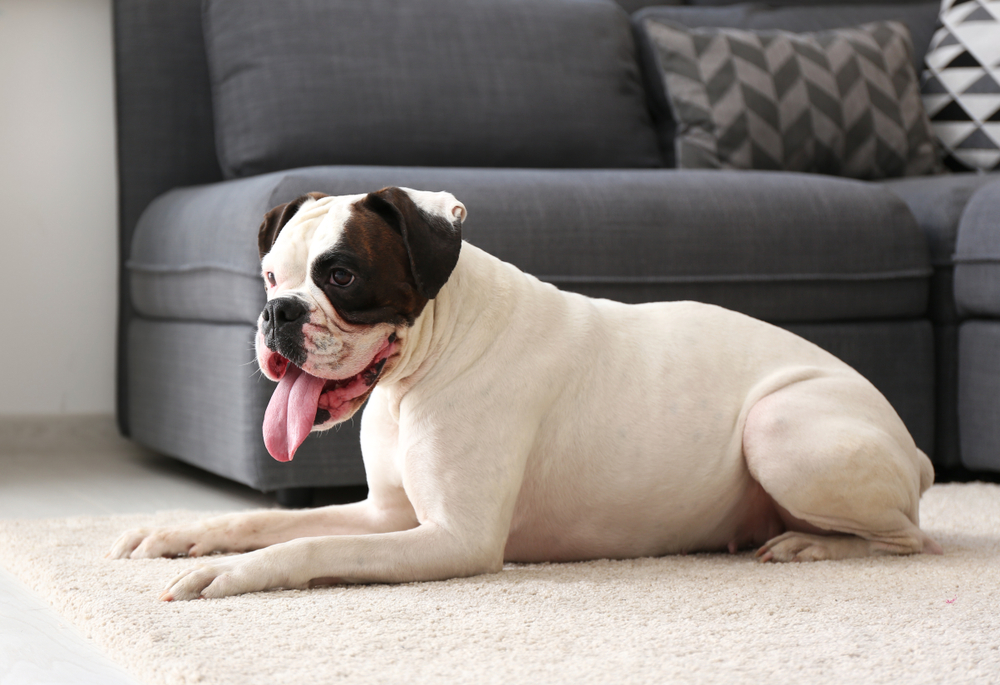 A white and brown bulldog is lying on a beige carpet, with its tongue out, in a living room. It is positioned in front of a gray sofa with patterned cushions.