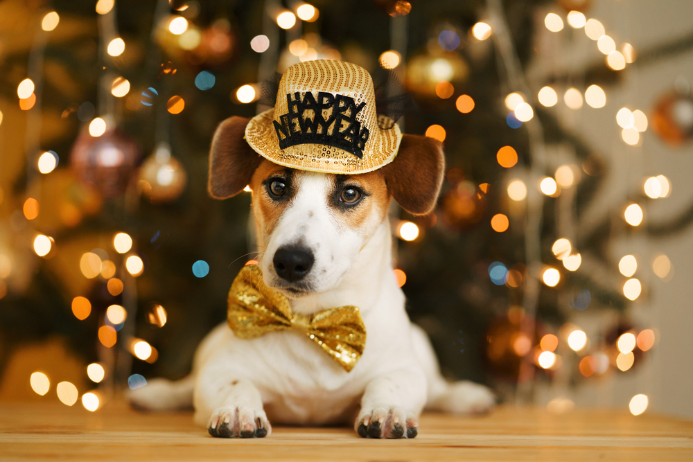 A small dog wearing a gold "Happy New Year" hat and a matching gold bow tie lies in front of a Christmas tree decorated with shimmering lights and ornaments. The festive background adds to the New Year's celebratory atmosphere.