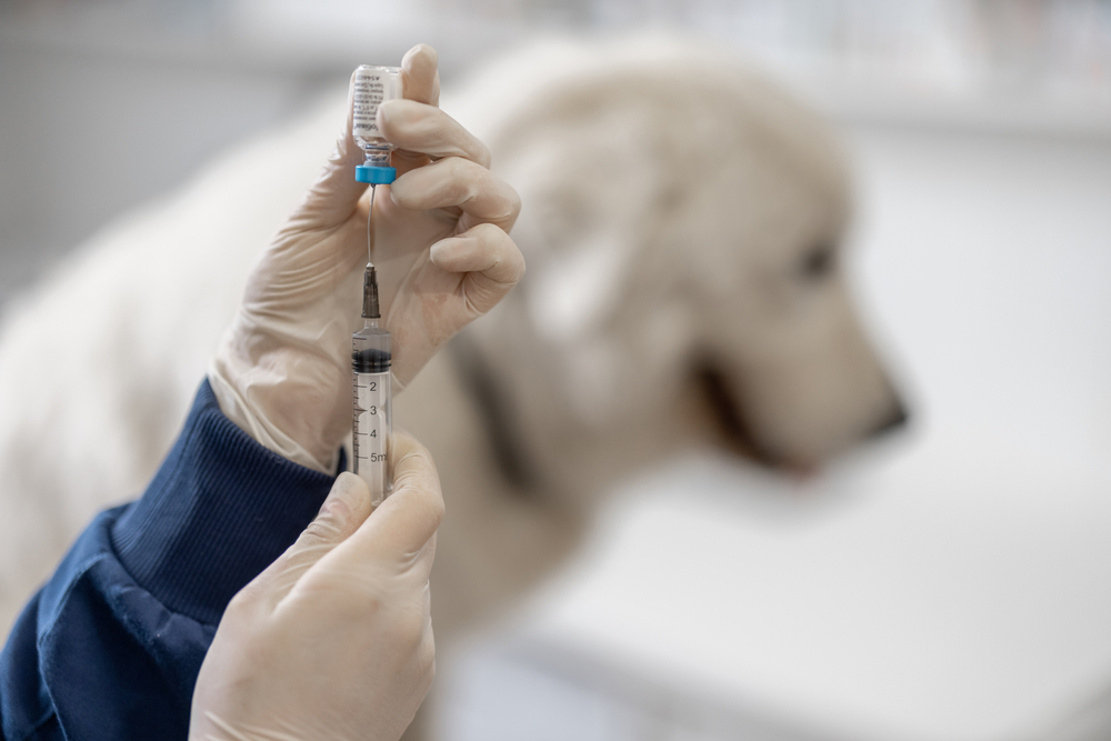 A person wearing gloves is drawing liquid from a vial into a syringe, with a large dog in the background. The dog's face is slightly blurred, emphasizing the syringe and vaccine preparation.