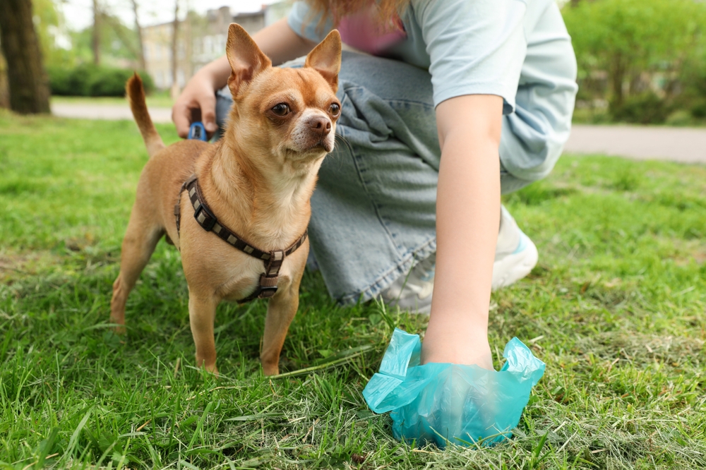 A person crouches down to pick up after their small brown Chihuahua in a grassy park. The dog wears a harness, and the person holds a blue plastic bag. Trees and a path are visible in the background.