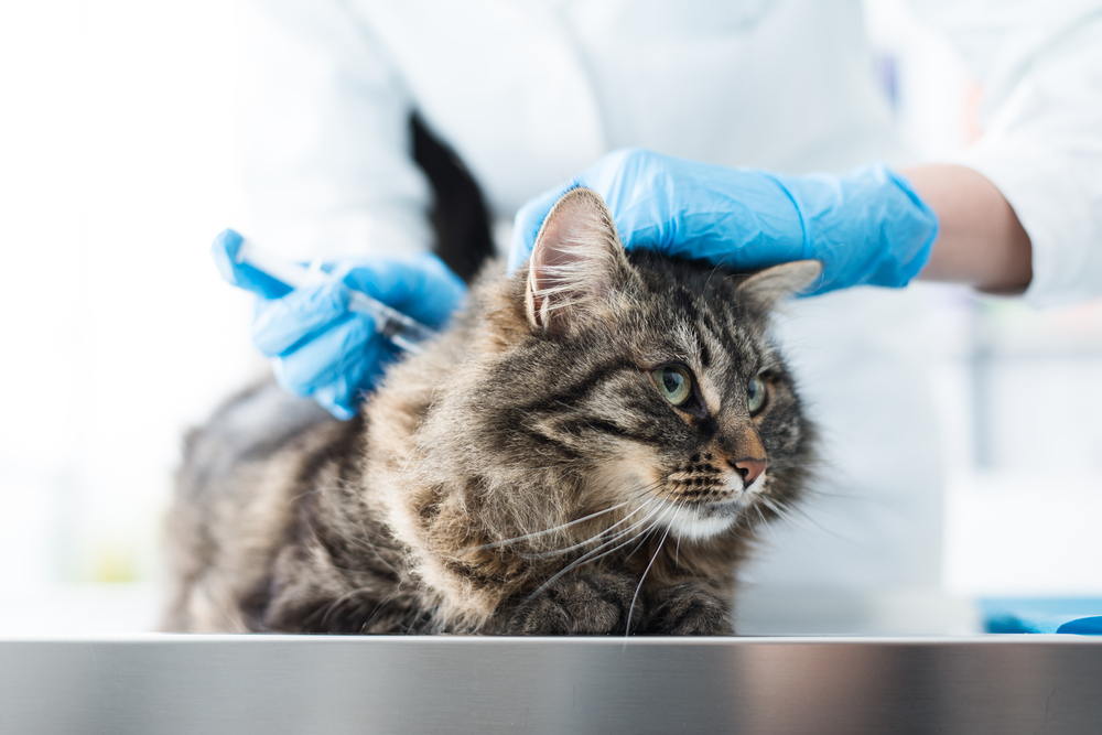 A fluffy tabby cat receives a vaccination from a veterinarian wearing blue gloves. The cat is on a metal examination table, looking calm and alert. The vet is partially visible, dressed in a white coat.