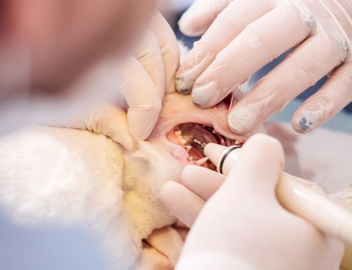 Professional Dental Cleanings for Pets: Frequently Asked Questions