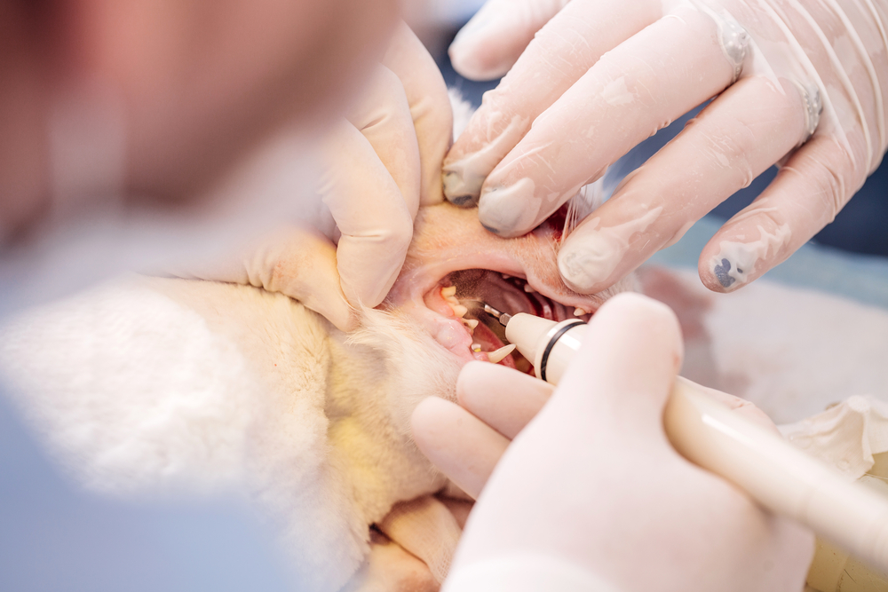 A close-up of a veterinarian performing dental cleaning on a dog. The vet's gloved hands are holding the dog's mouth open and using a dental tool to clean the teeth. The dog appears to be under sedation.