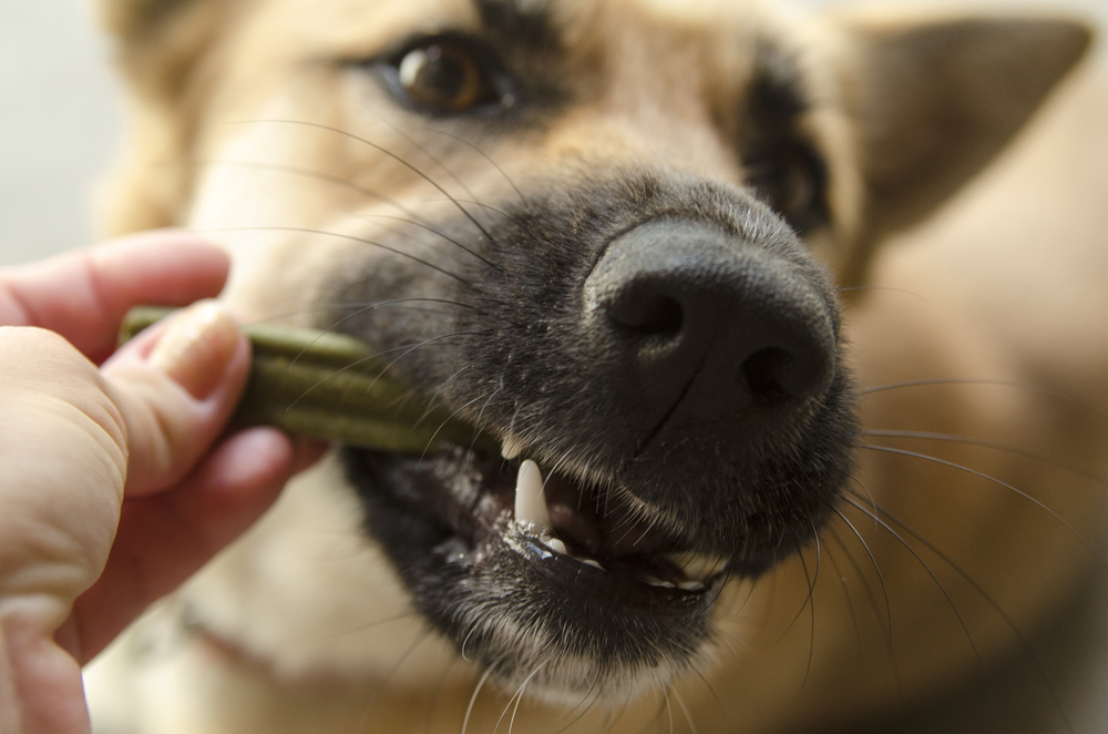 A close-up of a dog chewing on a green treat held by a person's hand. The dog's eyes are focused, and its nose and whiskers are prominently visible. The background is blurred.