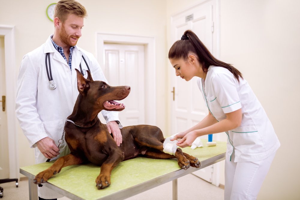 A veterinarian and a veterinary assistant are attending to a Doberman on an exam table. The veterinarian is holding the dog's leash, while the assistant is bandaging the dog's paw. The room has white walls and a green table.