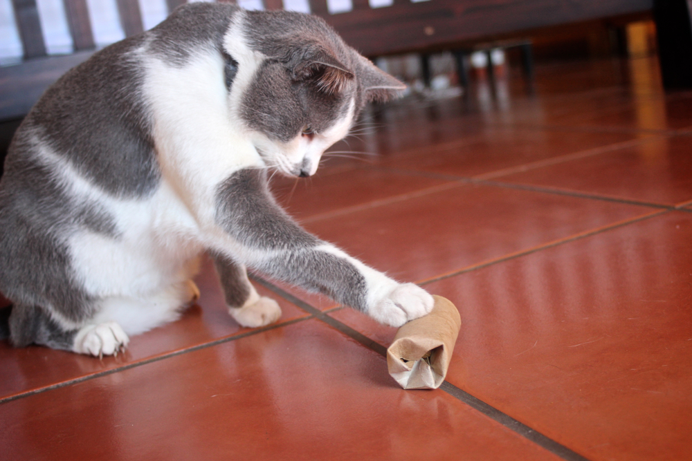 A grey and white cat is sitting on a tiled floor, intently playing with a small, rolled-up cardboard tube. The background includes a piece of wooden furniture. The cat is reaching out with its paw, touching the cardboard tube.