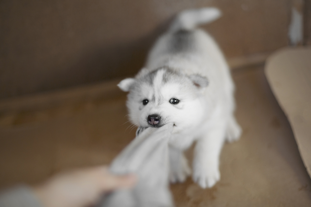 A fluffy husky puppy playfully tugs on a piece of fabric with its mouth. The background is a plain, neutral color, and the puppy's expression is one of playful determination.