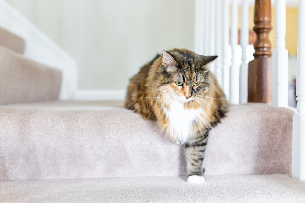 A fluffy, brown and white cat with a striped pattern lounges on a carpeted staircase, extending one paw forward. The background features a wooden banister.