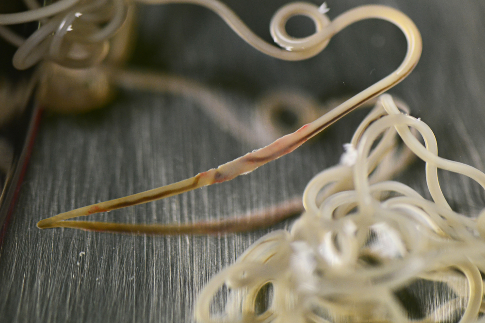 Close-up of tangled white parasitic worms on a metallic surface. One worm is prominently curled, featuring a reddish-brown stripe along its body. The surface reflects light, highlighting the worms' glossy texture.