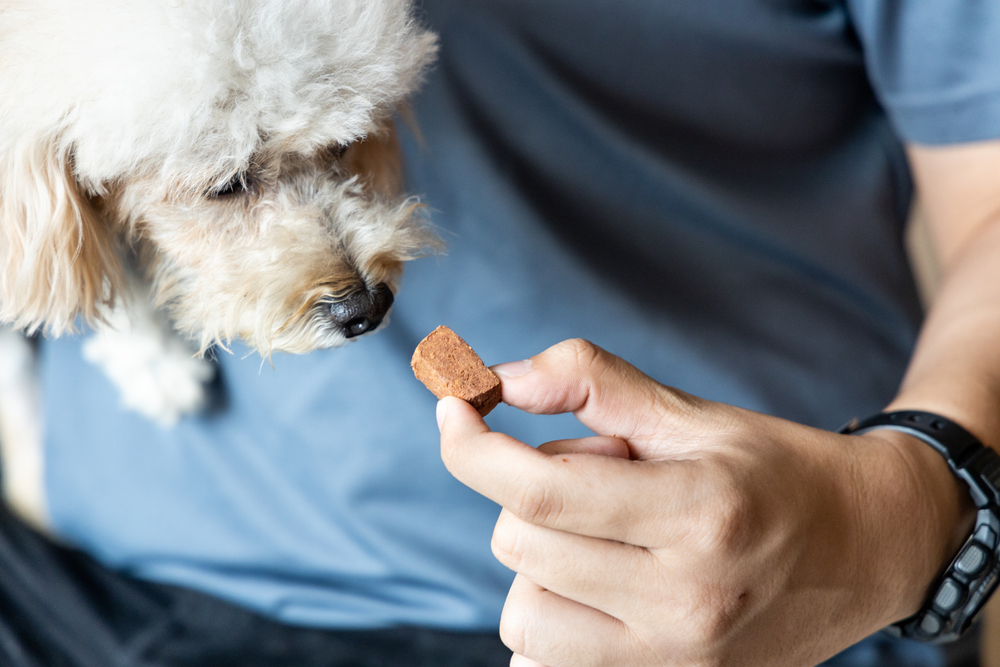 A small poodle with light-colored fur sniffs a brown treat held by a person wearing a blue shirt. The person appears to be offering the treat to the dog.