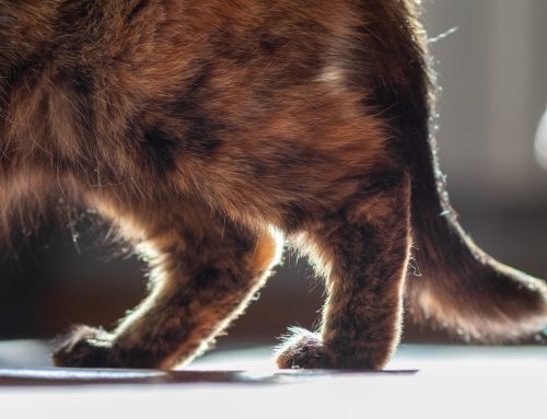 Feline Arthritis: Fact Versus Fiction