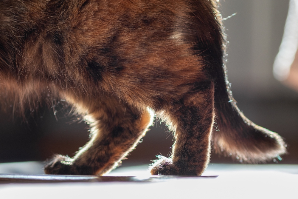 Close-up of a cat's hind legs and tail. The cat's fur is a blend of brown and black shades, and it is standing on a flat surface. Sunlight is illuminating the fur, creating a warm and soft glow.