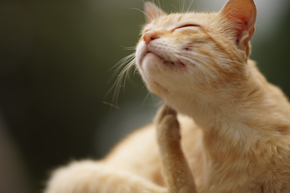 A light orange tabby cat is shown mid-scratch, with its eyes closed and one of its hind legs raised to scratch its jaw. The cat appears relaxed and content, set against a blurred, natural green background.