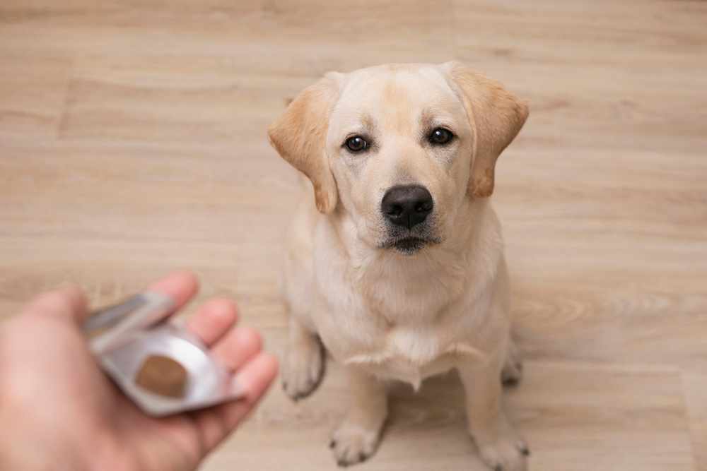 A Labrador retriever sits on a wooden floor, looking up attentively at a person's hand holding a silver metal clicker in the foreground.