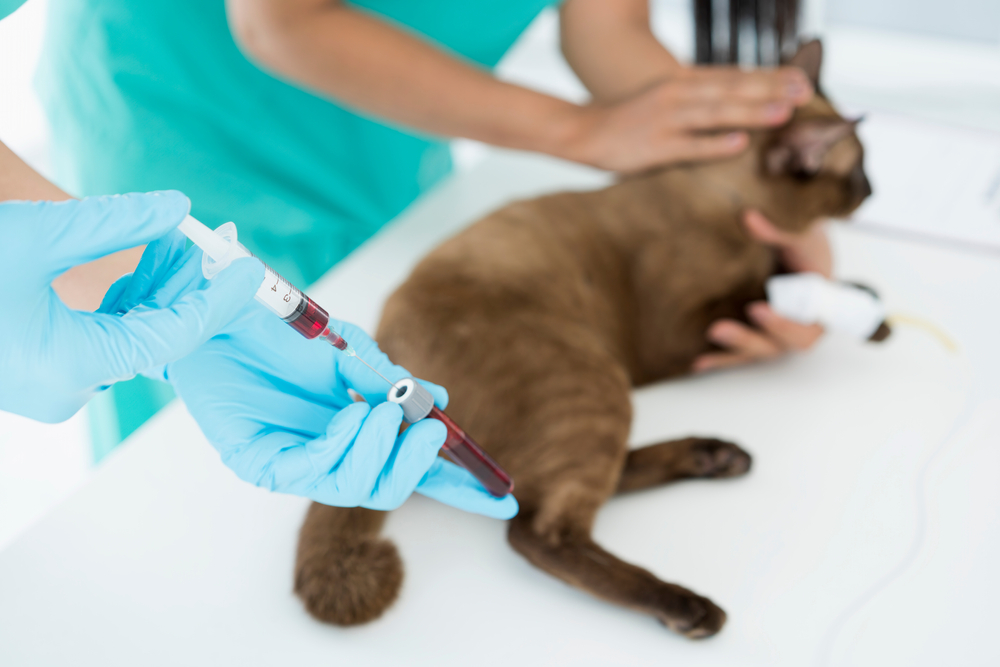 A veterinary professional in green scrubs gently holds a brown cat on a table while another gloved hand prepares a syringe filled with blood. The scene appears to be in a veterinary clinic, and the cat is calm during the procedure.