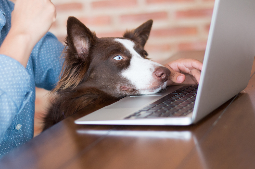 A brown and white dog with blue eyes rests its head on a person's arm while they work on a laptop at a wooden table. A brick wall is in the background.