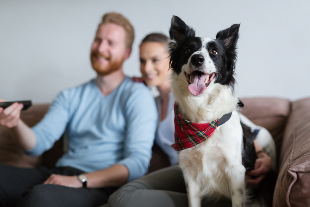 A happy black and white dog with a red plaid bandana sits on a couch with a smiling couple in the background. The man is holding a remote control, and both are relaxing, suggesting they are watching TV together.