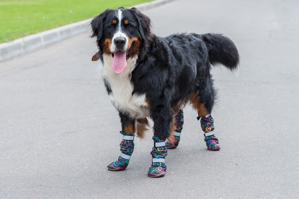 A fluffy black, brown, and white dog stands on a paved road wearing colorful booties with a playful print. The dog has its tongue out and looks cheerful on a clear day with grass visible in the background.