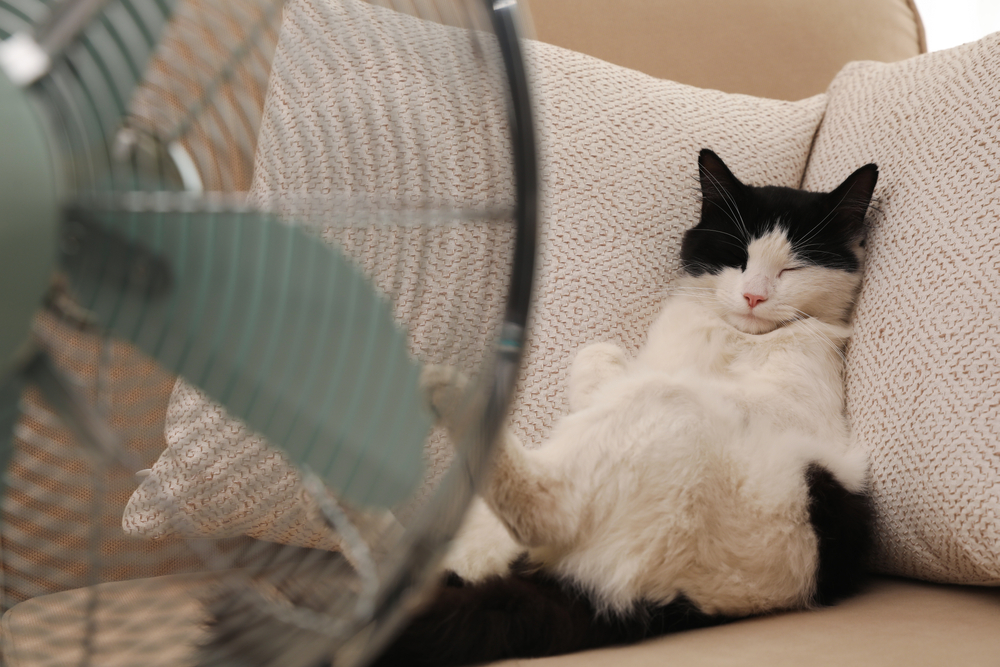 A black and white cat is lying on its back, relaxed on a beige couch with white patterned cushions. In the foreground, a large fan is visible, suggesting that the cat is staying cool in a ventilated room. The cat has its eyes closed and looks content.