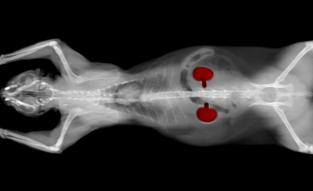 An x-ray image of a feline lying on its back with its skeletal structure and internal organs highlighted. Two red kidney shapes are visible on each side of the spine, indicating the cat's kidneys.