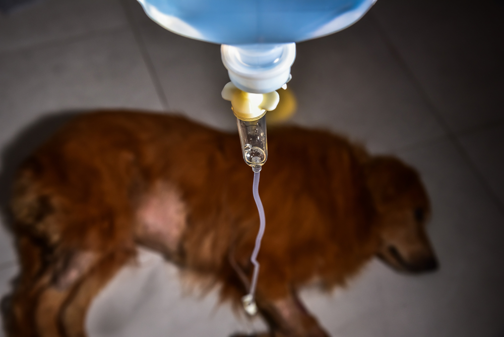 A brown dog lies on the floor receiving intravenous fluid from an IV bag above. The focus is on the IV drip, with the blurred dog in the background. The scene suggests a veterinary setting.