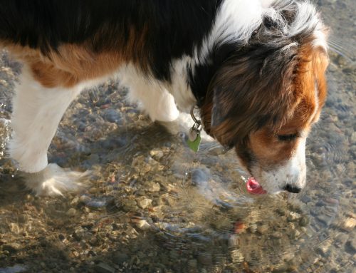 There’s Something in the Water: Giardia and Dogs
