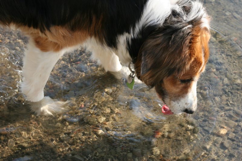 there-s-something-in-the-water-giardia-and-dogs-juanita-hills-animal