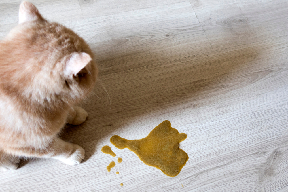 A light orange cat sits on a wooden floor, looking at a small puddle of vomit in front of it. The puddle has a light brown color and irregular shape, contrasting with the light gray wood grain of the floor. The cat's ears are tilted back.