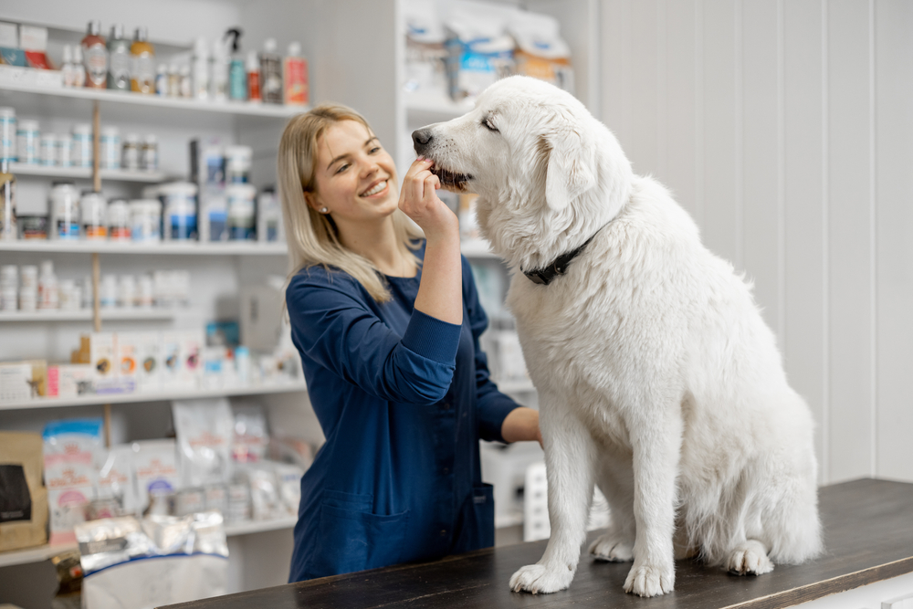 A woman in a blue coat is smiling while feeding a treat to a large, fluffy white dog. The dog is sitting on a table in a veterinary clinic or pet store, with shelves of pet supplies visible in the background.