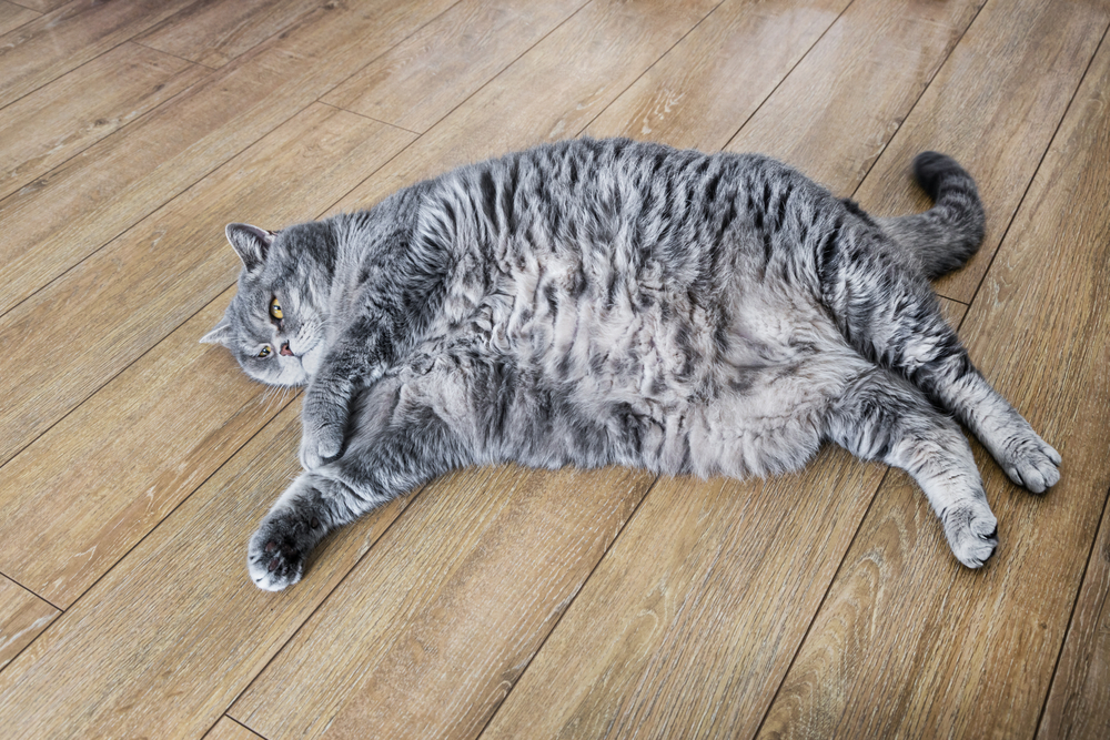 A chubby gray tabby cat is sprawled comfortably on a wooden floor, with its belly exposed and legs stretched out. Its eyes are open, and the fur looks soft and fluffy.