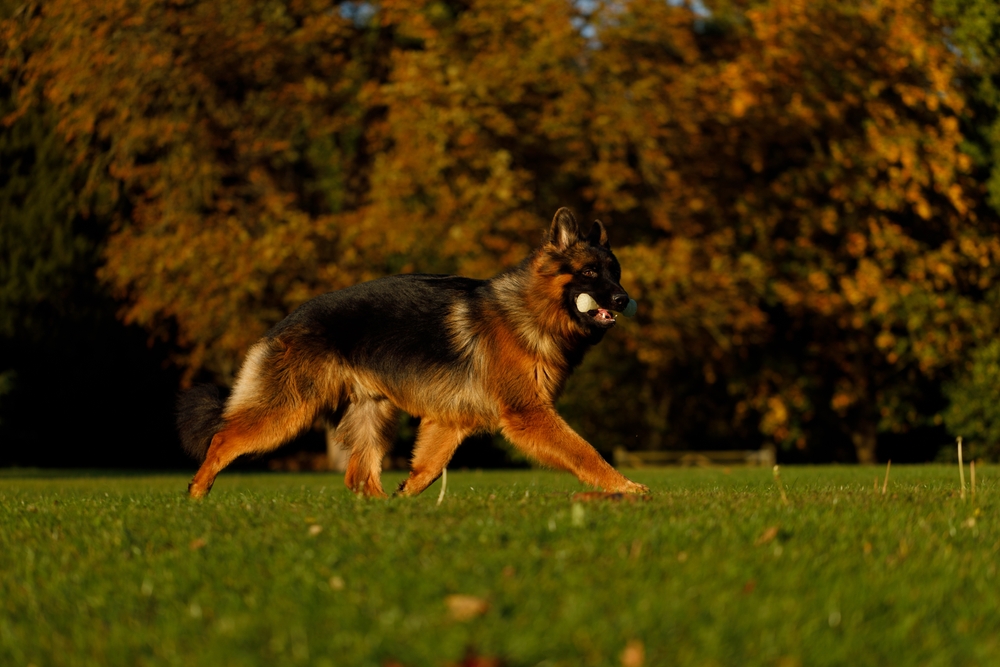 A German Shepherd dog trots across a grassy field with a ball in its mouth. The background is filled with trees showcasing autumn foliage.