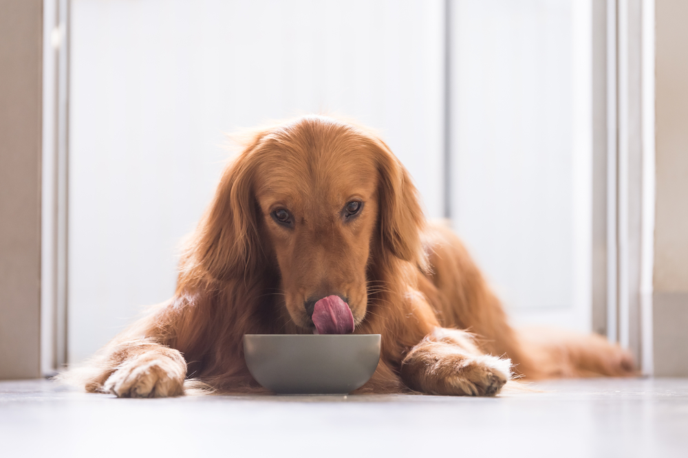 A Golden Retriever lies down on a tiled floor inside a home, licking from a gray bowl placed in front of it. Sunlight filters in from a nearby window, giving the scene a warm, serene feel.