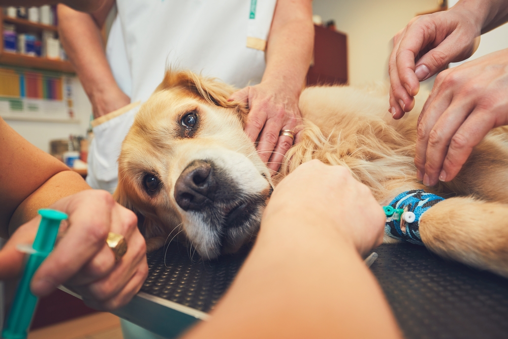 A golden retriever lies on a veterinary table receiving an IV. Three people gently hold and comfort the dog while one person inserts a needle into its leg, which is wrapped in a blue bandage. The dog appears calm but slightly anxious.