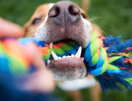 Pet Dental Health: Prevention is Key to Your Furry Friend’s Well-Being