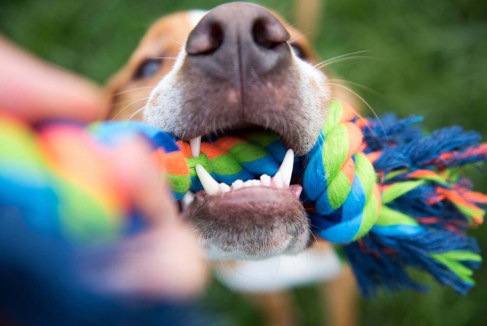 Close-up of a dog with its mouth open, eagerly tugging on a colorful braided rope toy. The dog's teeth are visible as it pulls at the toy, and the background is a blurred green area, suggesting grass or a park setting.