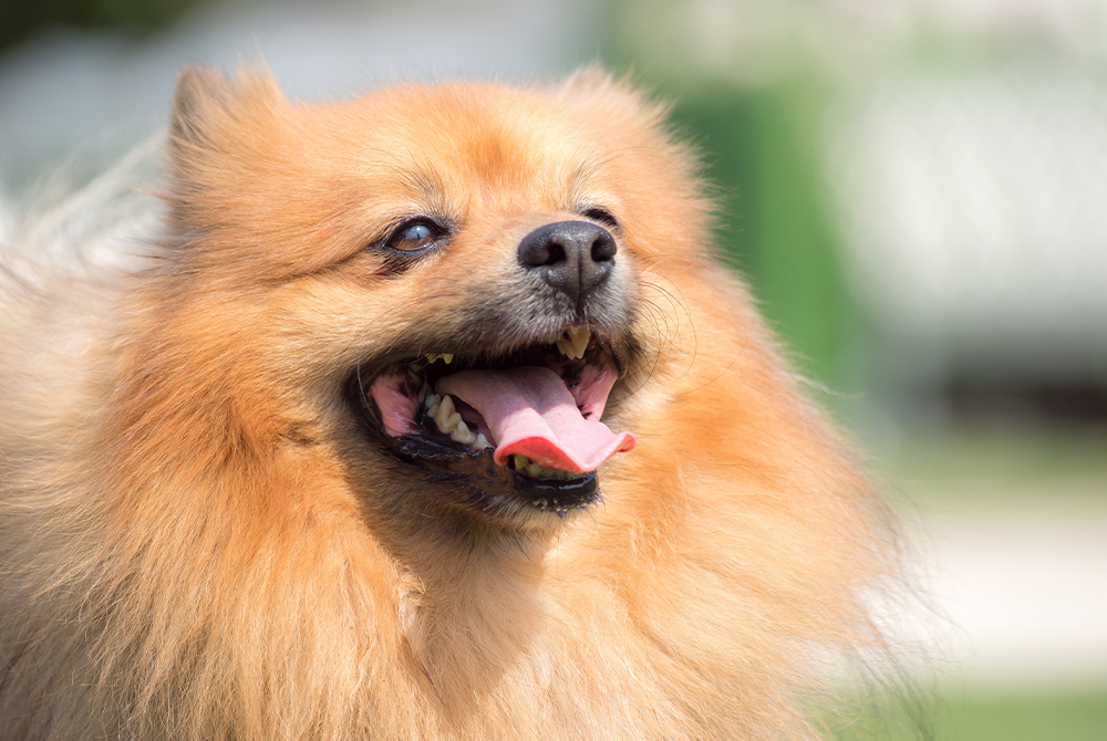 A fluffy Pomeranian dog with golden-brown fur is shown in close-up. The dog has its mouth open and tongue out, appearing happy and panting. The background is blurred, highlighting the dog as the main focus of the image.